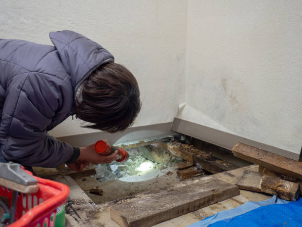 Best Basement Mold Removal  in Conover, NC