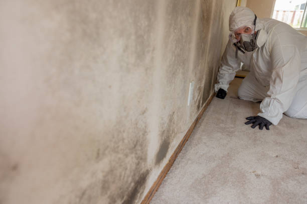 Mold Odor Removal Services in Conover, NC